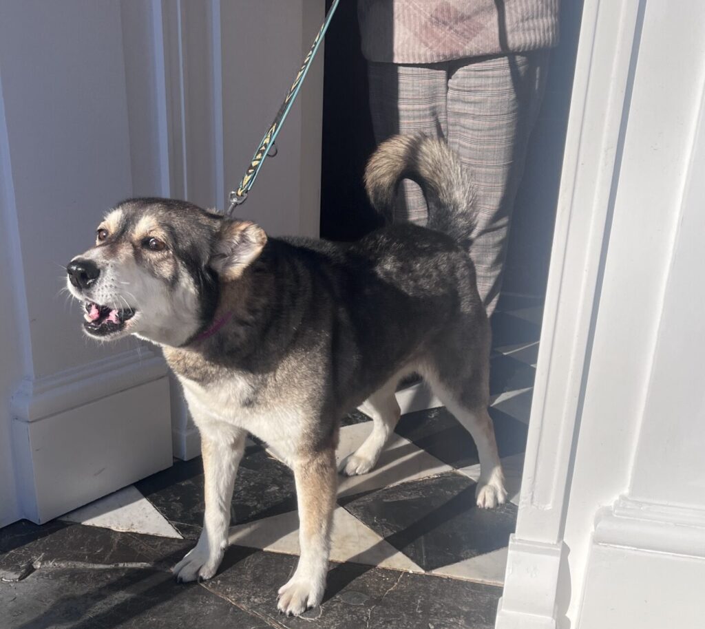 Eine typische Trainingssituation für Hundetrainerin Kerstin Bahlert: Angeleinter Hund steht vor der Besitzerin an der Haustür und bellt Besuch an.
