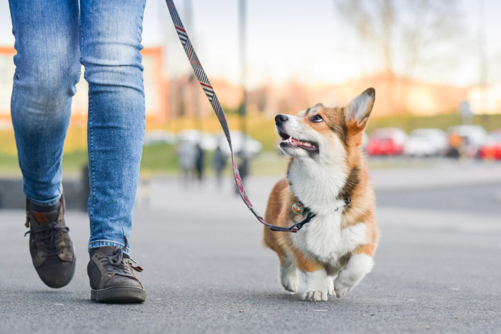 Corgi lernt Leinenführigkeit – Tipps für entspannte Spaziergänge von Hundetrainerin Kerstin Bahlert