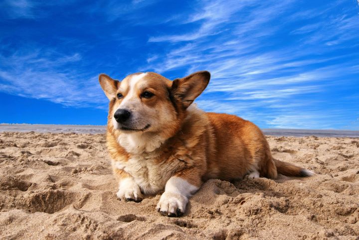 Ein entspannter Corgi liegt auf hellem Sandstrand unter strahlend blauem Himmel und genießt die Ruhe – ideal vorbereitet für das Reisen mit Hund.
