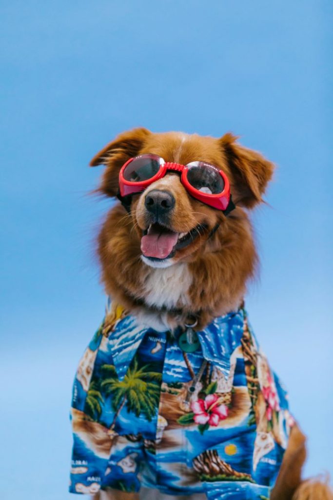 Ein brauner Hund mit rotem Fell sitzt vor blauem Hintergrund, trägt eine bunte Hawaii-Hemdhose und eine rote Sonnenbrille – bereit für den Urlaub mit Hund.