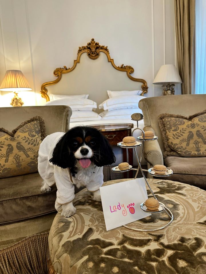 Ein kleiner Cavalier King Charles Spaniel im weißen Bademantel sitzt auf einem luxuriösen Sessel in einem eleganten Hotelzimmer. Vor ihm steht ein Teller mit Hundekeksen und eine Karte mit dem Namen „Lady“. Das Bild vermittelt, wie entspannt und willkommen ein Hund auf Reisen im Hotel sein kann.