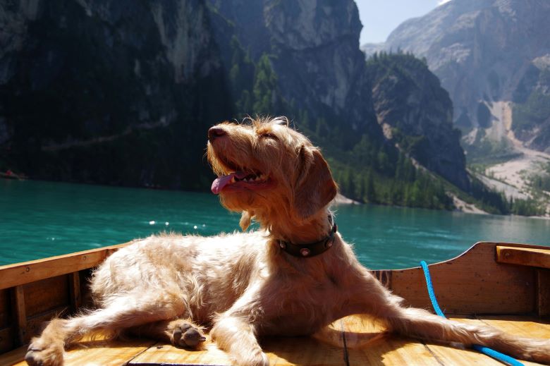 Ein entspannter, zotteliger Hund liegt auf einem Holzboot und genießt die Sonne, während das Boot auf einem türkisblauen Bergsee vor imposanter Alpenkulisse fährt.