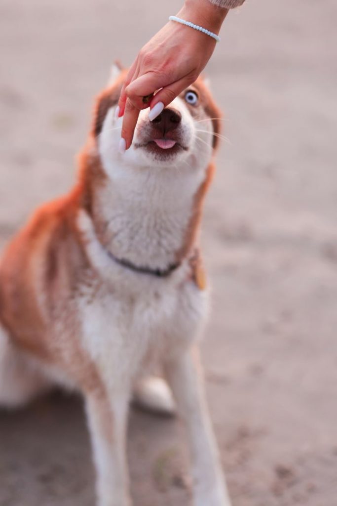 Eine Hundebesitzerin belohnt ihren Hund beim Hundetraining, indem sie ihm sanft ein Leckerli gibt – Hund belohnen im Training