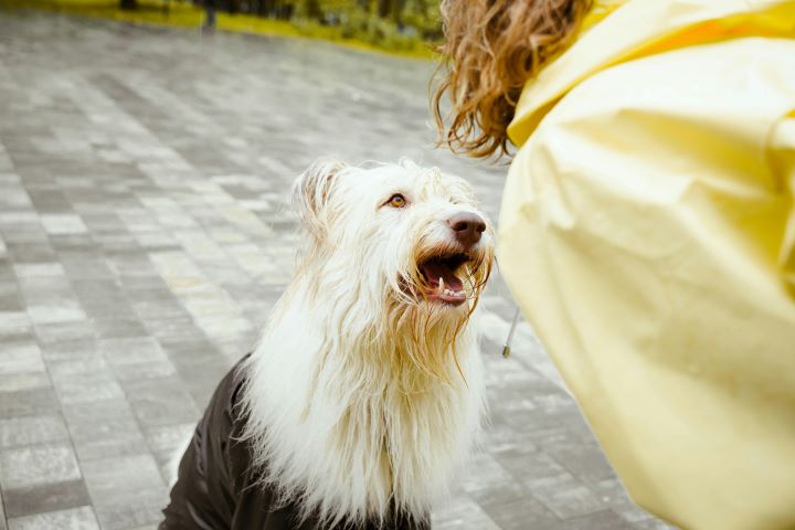 Aufmerksamer, zotteliger Hund blickt erwartungsvoll zu seiner Trainerin im Freien – Symbol für intensives Hundecoaching und Mensch-Hund-Bindung.