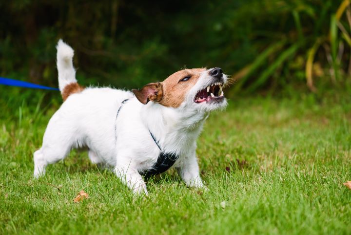 Ein kleiner weiß-brauner Hund an der Leine zeigt Aggression bei einer Hundebegegnung, indem er auf einer grünen Wiese mit gefletschten Zähnen bellt und sich nach vorne streckt.