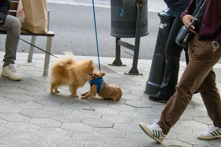 Zwei kleine Hunde begegnen sich an der Leine auf einem Gehweg, während Passanten vorbeigehen.