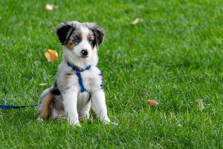 Ein junger Australian Shepherd Welpe sitzt lernbereit auf einer grünen Wiese - Symbolbild für Hundetraining ohne Besitzer bei „Hundetraining mit Erfolg“ mit Kerstin Bahlert.