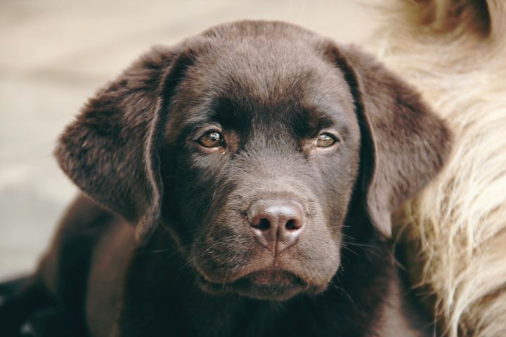 Nahaufnahme von einem entspannt liegenden Labrador Retriever Welpen – Symbolbild für Hundetraining ohne Besitzer bei „Hundetraining mit Erfolg“ mit Kerstin Bahlert.