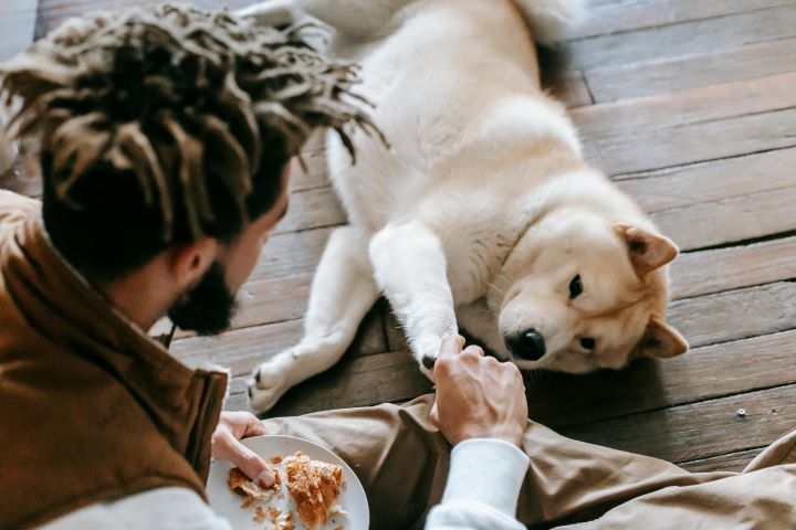 Erfolgreiches Training zum Bindungsaufbau mit ängstlichem Hund aus dem Ausland