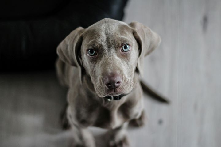 Ein junger Weimaraner sitzt aufmerksam auf hellem Boden und blickt nach oben – Symbolbild für professionelles Hundetraining ohne Besitzer durch Kerstin Bahlert, Hundetraining mit Erfolg.